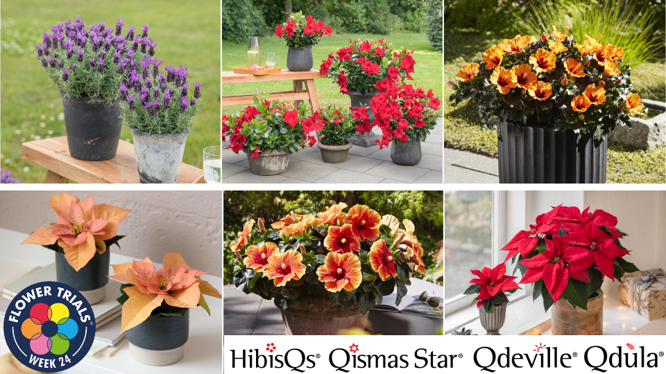 No.120 Agave \"緋紅牡丹\" × Incomplete pot Incised Dragonflies and Flowers on White Clay Pot – Native-Seeds